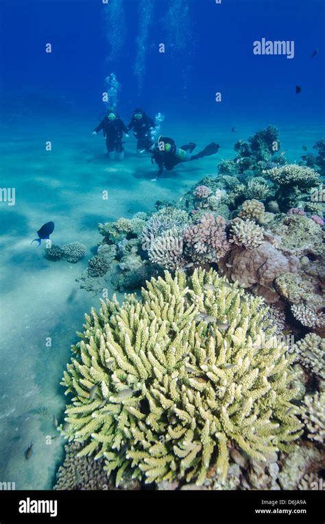 naama bay rolex|naama bay coral reef.